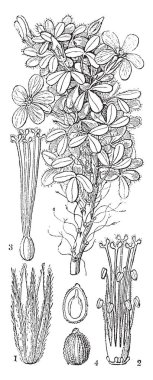 Bir resim bölümü kuzukulağı çiçekli bitki gösterir. Ayrıca Oxalis Confertissima adlandırılır. İlk calyx olduğunu, ikinci bir ercik, üçüncü Pistil olduğunu ise dördüncü bir tohum. Çiçek, vintage çizgi çizme veya oyma illüstrasyon ince kıllar var.