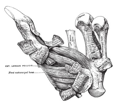 Bu resimde kas başparmak, vintage çizgi çizme veya oyma illüstrasyon temsil eder..