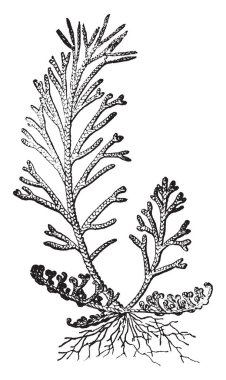 Diriliş bitki görüntüsünü. Aşırı su kaybı, ay veya yıl, vintage çizgi çizme veya oyma illüstrasyon üzerinde bile hayatta olabilir herhangi bir Poikilohydric bitki bir diriliş bitkidir.