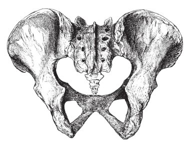 Bu resimde vintage çizgi çizme veya oyma illüstrasyon arkasından, Pelvis temsil eder.