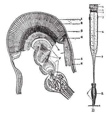 Kerevit hangi göz kerevit, vintage çizgi çizme veya oyma illüstrasyon bileşik Eye'dan tek bir öğe.