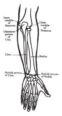 Bu resimde geri önkol, vintage çizgi çizme veya oyma illüstrasyon kemiklerin görünümünü temsil eder..