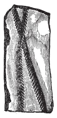 Bu resimde bir böcek, vintage çizgi çizme veya oyma resimde olan Graptolites temsil eder.