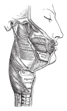 Bu resimde kasları yutak, vintage çizgi çizme veya oyma illüstrasyon temsil eder..