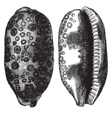 Cypraea Argus deniz salyangoz bir deniz kabuğu Cypraeidae, vintage çizgi çizme veya oyma illüstrasyon ailesindeki bir deniz gastropod yumuşakça familyasından bir.