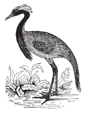 Telli turna taklit, vintage çizgi çizme veya oyma illüstrasyon büyük güçlerle yetenekli.