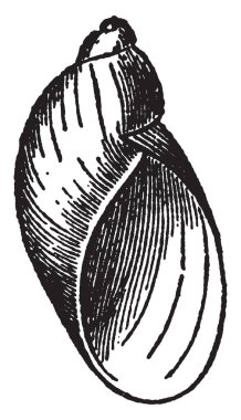 Succinea Putris familyasından bir küçük hava kara salyangoz Succineidae, vintage çizgi çizme ailesindeki nefes ya da illüstrasyon oyma.