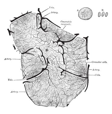 İki yüzük, vintage çizgi çizme veya oyma illüstrasyon büyük gemileri nerede bertaraf timus yapısını.