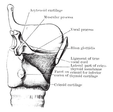 Diseksiyon cricothyroid membran, vintage çizgi çizme veya oyma illüstrasyon lateral kısmını göstermek için.