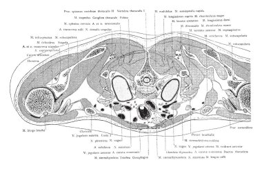 Bu resimde kesit gövde akciğerler yoluyla, vintage çizgi çizme veya oyma illüstrasyon temsil eder..
