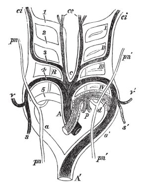 Kalıcı arteryel gemiler, vintage çizgi çizme ortaya çıkmasına dönüşümleri gösterilen veya illüstrasyon oyma bir memeli aort kemerleri.