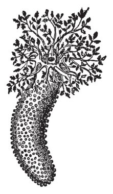 Phyllophorus Urna gösterilmiştir. Vücut Oval şekilli ve bir ağaç yapısı, vintage çizgi çizme veya oyma resimde benzer.