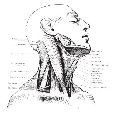 Boyun, vintage çizgi çizme veya oyma illüstrasyon üçgenler.