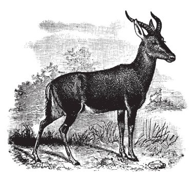 Sassaby Afrika, vintage çizgi çizme veya oyma illüstrasyon için yerel bir antilop türü olduğunu.