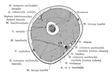 Üst kol, vintage çizgi çizme veya oyma illüstrasyon bölümü üzerinden Orta üçte.