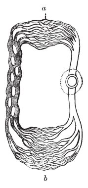 Bir kabuklu ise sağ tarafında nerede kalp ile olan tek kavite, vintage çizgi çizme veya oyma illüstrasyon.