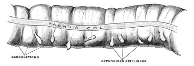 Bu diyagram kalın bağırsak, vintage çizgi çizme veya oyma illüstrasyon temsil eder..