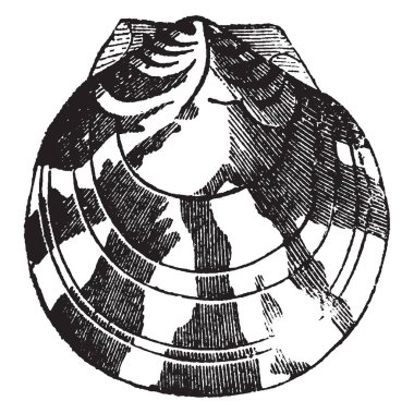 Pecten Pseudamussium genellikle yaklaşık dairesel az ya da uzamış, vintage çizgi çizme veya oyma illüstrasyon olduğunu.