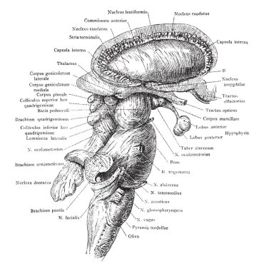 Sağ yanal yönünü beyninde serebral hemisfer ve beyincik kaldırdıktan sonra vintage çizgi çizme veya oyma illüstrasyon.