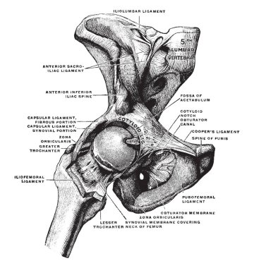 Bu resimde kalça eklemi görülen vintage çizgi çizme veya oyma resimde daha önce temsil eder.