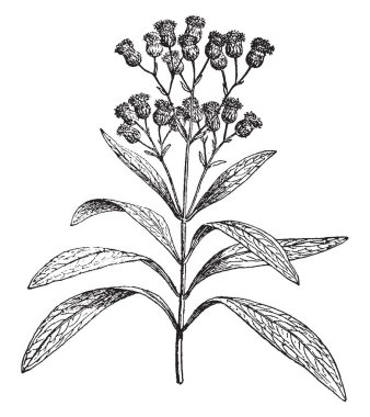 Uzun düz ve derimsi bırakır. Her çiçek ince ve tüysüz, çiçek kafa üst, vintage çizim üzerinde büyüyen veya illüstrasyon oyma uzun.