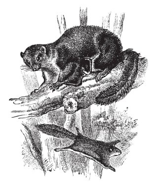 Dumanlı uçan sincap bir sincap ailesi, vintage çizgi çizme veya oyma illüstrasyon kemirgen türüdür.