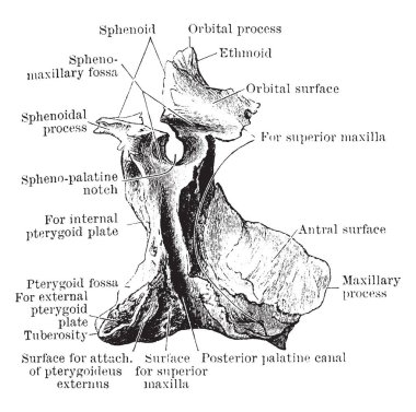 Bu şekilde dış yan, damak kemiği, vintage çizgi çizme veya oyma illüstrasyon temsil eder..