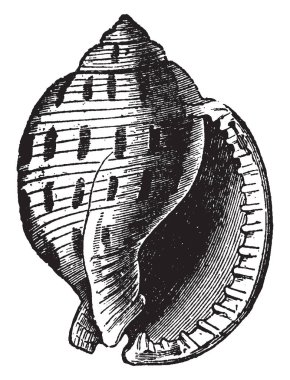 Cassis salyangozu oval dışbükey ve spire önemli yüksekliği, vintage çizgi çizme veya oyma resimde değil.