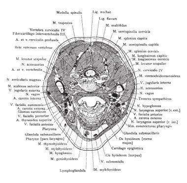 Boyun kemiği, vintage çizgi çizme veya oyma illüstrasyon bölümü.