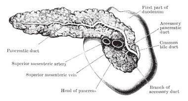 Bu diyagram pankreas ve Duodenum vintage çizgi çizme veya oyma illüstrasyon arkasından, temsil eder.