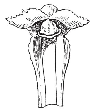 Bu resimde bir kuyruklu orkide çiçek gösteriyor. Yaprakları uzun. Bütün yaprakları bir nokta, vintage çizgi çizme veya oyma illüstrasyon bağlı.