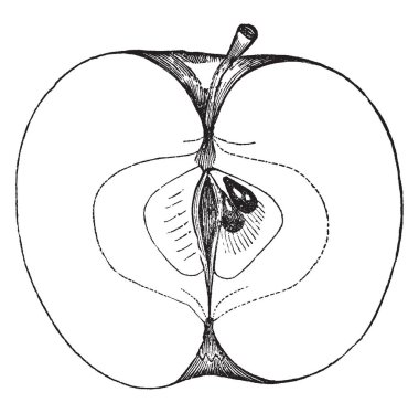 Bu görüntüde olan Westfield kesiti aramak yok daha fazla elma, vintage çizgi çizme veya oyma illüstrasyon.