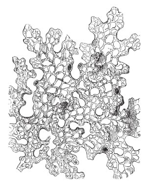 Ağaç lungwort en büyük liken ve onun bir insan akciğer lobu benziyor. Yeşil, yapraklı liken, vintage çizgi çizme veya oyma illüstrasyon olduğunu.
