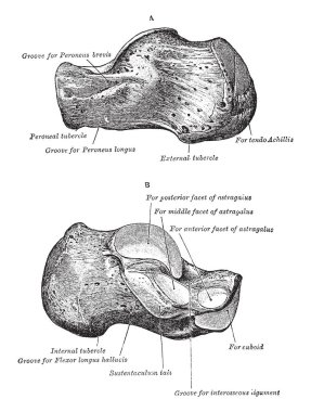 Bu resimde Calcaneus, vintage çizgi çizme veya oyma illüstrasyon temsil eder..