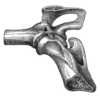Kalça eklemi bağ olan sarmal şeklinde ve asetabüler kenar boşluğu, vintage çizgi çizme veya oyma illüstrasyon yakınındaki ischium vücut bağlı olduğu.