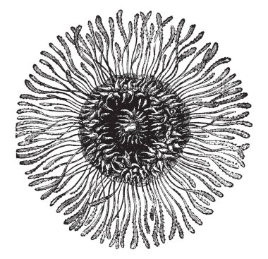 Porpita Pacifica bir kıkırdak, vintage çizgi çizim veya gravür illüstrasyon ile döşenmiş yüzen hayvanların kolonileri oluşur.