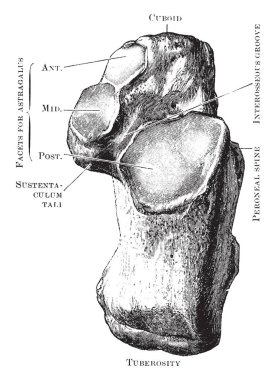 Bu resimde Calcis Os görüntülendi vintage çizgi çizme veya oyma illüstrasyon yukarıdan, temsil eder.