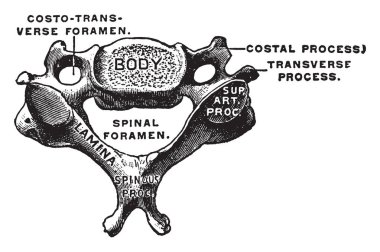 Bu resimde servikal Vertebra, vintage çizgi çizme veya oyma illüstrasyon temsil eder..