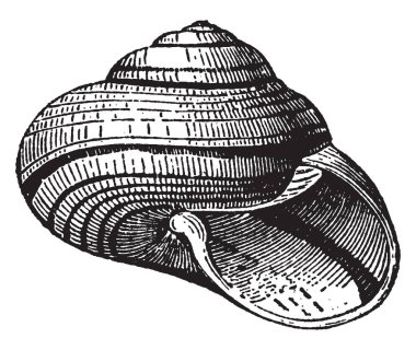 Shell Helix cinsine varsayan helix Stuartia vintage çizgi çizme veya oyma illüstrasyon.