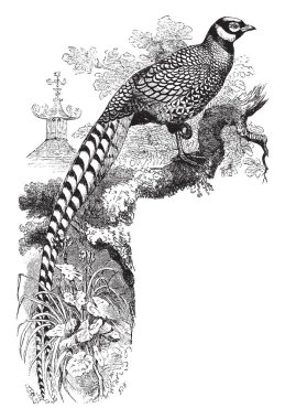 Reeves Pheasant cins Syrmaticus, vintage çizgi çizme veya oyma illüstrasyon içinde büyük bir sülün olduğunu.