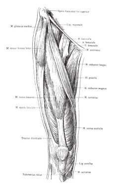 Bu resimde uyluk, vintage çizgi çizme veya oyma illüstrasyon yüzeysel kaslarının ön görünümü temsil eder..