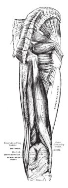 Bu resimde kas kalça ve uyluk, vintage çizgi çizme veya oyma illüstrasyon temsil eder..