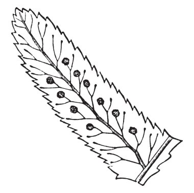 Bu hangi damarlar gösterilen Polypodium, Pinnule ve Sori, vintage çizgi çizme veya oyma illüstrasyon görüntüsüdür.