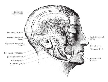 Bu çizimdeki baş gösteren derin mastikasyon kaslar, vintage çizgi çizme veya oyma illüstrasyon temsil eder..
