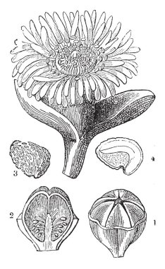 Çiçek, çiçek çiçek, vintage çizgi çizme veya oyma resimde hangi gösteren tohumları aşamalarında bu resimde gösterilen.