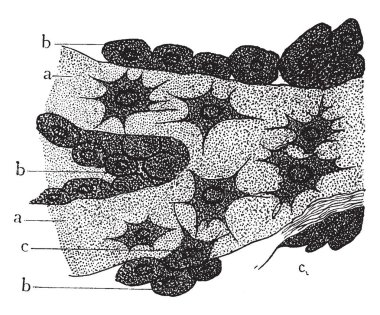Bu resimde embriyo, vintage çizgi çizme veya oyma illüstrasyon dokusunu gösterir.