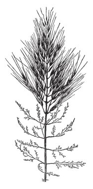 Hint pirinç çim gösteren bu resim, bu büyümeye üç dört ayak uzun, düz, uzun ve ince çim yaprakların alt bölümündeki küçüktür ve çimen yaprakları ince, üst tarafında kalın kaynaklanıyor, vintage çizgi çizme veya oyma illüstrasyon.