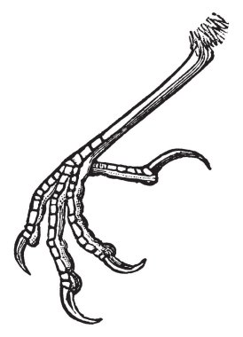 Mavi kuş ayak laminiplantar ve çoğunlukla önyüklenen tarsus, vintage çizgi çizme veya oyma illüstrasyon.