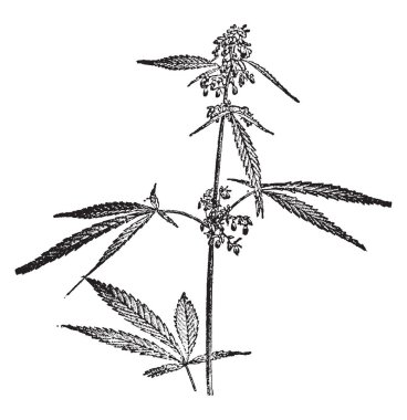 Resim kenevir fabrikasıdır. Kenevir sativa bitki çeşididir. Esrar tıbbi amaçlar için ve bir eğlence uyuşturucu, vintage çizgi çizme veya oyma illüstrasyon olarak kullanılmıştır.
