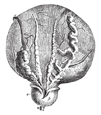 Bu resimde mesane ve prostat bezi, vintage çizgi çizme veya oyma illüstrasyon temsil eder.